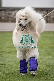 Poodle Standard Prints: D-C-D-0-1-9-0 Crufts 2024 NEC Birmingham Day 1