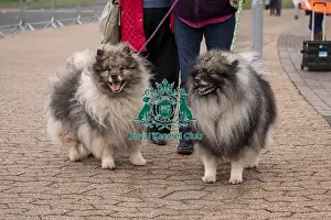 Keeshond Prints: D-C-D-0-1-9-0 Crufts 2024 NEC Birmingham Day 1