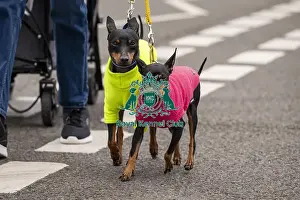 Manchester Terrier Prints: D-C-D-0-1-9-0 Crufts 2024 NEC Birmingham Day 1