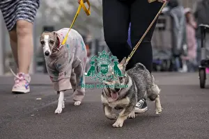 D-C-D-0-1-9-0 Crufts 2024 NEC Birmingham Day 1
