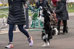 Border Collie Prints: D-C-D-0-1-9-0 Crufts 2024 NEC Birmingham Day 1
