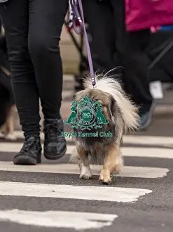 Dog Breed Prints: D-C-D-0-1-9-0 Crufts 2024 NEC Birmingham Day 1