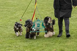 D-C-D-0-1-9-0 Crufts 2024 NEC Birmingham Day 1