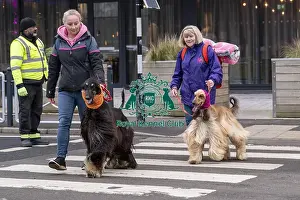 D-C-D-0-1-9-0 Crufts 2024 NEC Birmingham Day 1