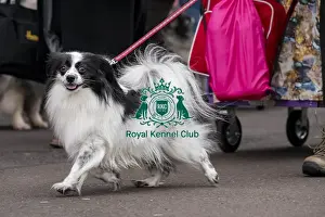 German Spitz Prints: D-C-D-0-1-9-0 Crufts 2024 NEC Birmingham Day 1