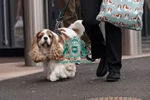 King Charles Spaniel Prints: D-C-D-0-1-9-0 Crufts 2024 NEC Birmingham Day 1
