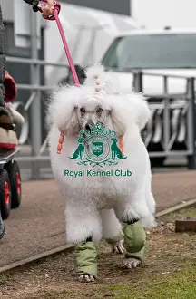 D-C-D-0-1-9-0 Crufts 2024 NEC Birmingham Day 1