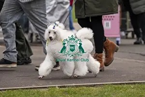Poodle Standard Prints: D-C-D-0-1-9-0 Crufts 2024 NEC Birmingham Day 1