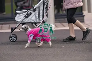 Chinese Crested Prints: D-C-D-0-1-9-0 Crufts 2024 NEC Birmingham Day 1