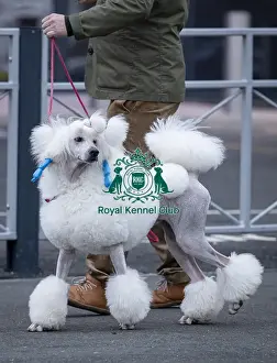 D-C-D-0-1-9-0 Crufts 2024 NEC Birmingham Day 1