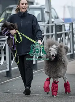 Poodle Standard Prints: D-C-D-0-1-9-0 Crufts 2024 NEC Birmingham Day 1