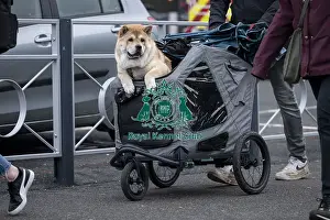 D-C-D-0-1-9-0 Crufts 2024 NEC Birmingham Day 1
