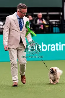 Action Prints: D-C-D-0-1-9-0 Crufts 2024 NEC Birmingham Day 1