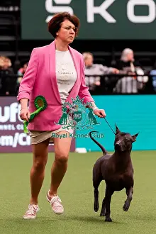 Action Prints: D-C-D-0-1-9-0 Crufts 2024 NEC Birmingham Day 1