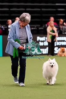 Action Prints: D-C-D-0-1-9-0 Crufts 2024 NEC Birmingham Day 1