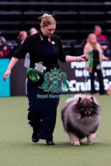 Action Prints: D-C-D-0-1-9-0 Crufts 2024 NEC Birmingham Day 1