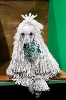 Poodle Standard Prints: D-C-D-0-1-9-0 Crufts 2024 NEC Birmingham Day 1