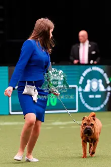Action Prints: D-C-D-0-1-9-0 Crufts 2024 NEC Birmingham Day 1