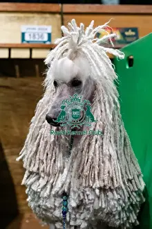 Poodle Standard Prints: D-C-D-0-1-9-0 Crufts 2024 NEC Birmingham Day 1