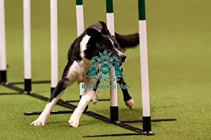Action Prints: D-C-D-0-1-9-0 Crufts 2024 NEC Birmingham Day 1