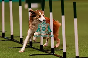 Action Prints: D-C-D-0-1-9-0 Crufts 2024 NEC Birmingham Day 1