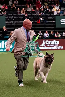 Action Prints: D-C-D-0-1-9-0 Crufts 2024 NEC Birmingham Day 1
