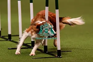 Action Prints: D-C-D-0-1-9-0 Crufts 2024 NEC Birmingham Day 1