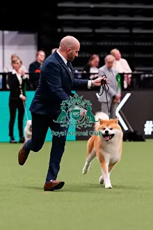 Action Prints: D-C-D-0-1-9-0 Crufts 2024 NEC Birmingham Day 1
