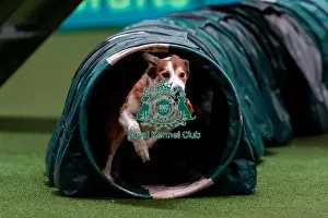 Action Prints: D-C-D-0-1-9-0 Crufts 2024 NEC Birmingham Day 1