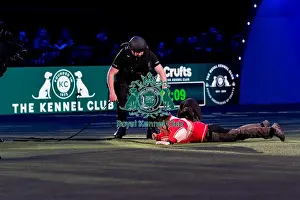 Display Prints: D-C-D-0-1-9-0 Crufts 2024 NEC Birmingham Day 1