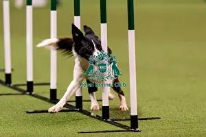 Novice Cup Final Prints: D-C-D-0-1-9-0 Crufts 2024 NEC Birmingham Day 1