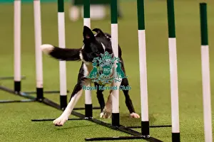 Action Prints: D-C-D-0-1-9-0 Crufts 2024 NEC Birmingham Day 1