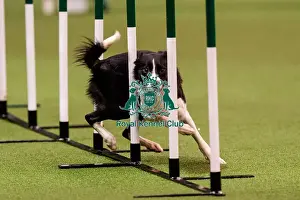 Novice Cup Final Prints: D-C-D-0-1-9-0 Crufts 2024 NEC Birmingham Day 1