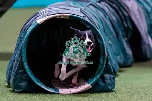 Novice Cup Final Prints: D-C-D-0-1-9-0 Crufts 2024 NEC Birmingham Day 1