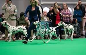 D-C-D-0-1-9-0 Crufts 2024 NEC Birmingham Day 1