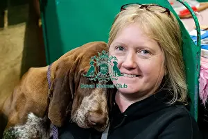 Bracco Italiano Prints: D-C-D-0-1-9-0 Crufts 2024 NEC Birmingham Day 2