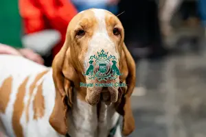 Bracco Italiano Prints: D-C-D-0-1-9-0 Crufts 2024 NEC Birmingham Day 2
