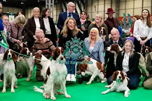 Irish Red And White Setter Prints: D-C-D-0-1-9-0 Crufts 2024 NEC Birmingham Day 2