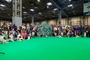 Irish Red And White Setter Prints: D-C-D-0-1-9-0 Crufts 2024 NEC Birmingham Day 2