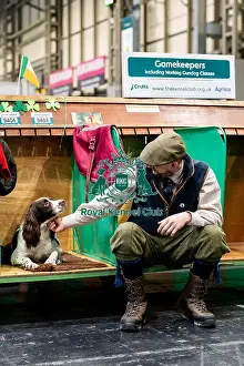 Spaniel English Springer Prints: D-C-D-0-1-9-0 Crufts 2024 NEC Birmingham Day 2