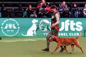 D-C-D-0-1-9-0 Crufts 2024 NEC Birmingham Day 2