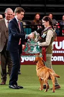 Retriever Golden Prints: D-C-D-0-1-9-0 Crufts 2024 NEC Birmingham Day 2