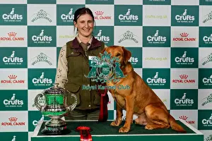 Retriever Golden Prints: D-C-D-0-1-9-0 Crufts 2024 NEC Birmingham Day 2