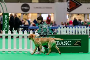 Retriever Labrador Prints: D-C-D-0-1-9-0 Crufts 2024 NEC Birmingham Day 2