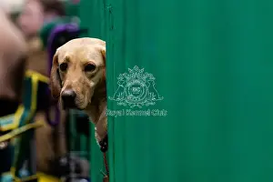 Retriever Labrador Prints: D-C-D-0-1-9-0 Crufts 2024 NEC Birmingham Day 2