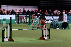 Day 2 Prints: D-C-D-0-1-9-0 Crufts 2024 NEC Birmingham Day 2