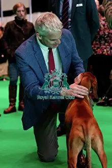 Hungarian Vizsla Prints: D-C-D-0-1-9-0 Crufts 2024 NEC Birmingham Day 2