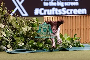 Spaniel Cocker Prints: D-C-D-0-1-9-0 Crufts 2024 NEC Birmingham Day 2