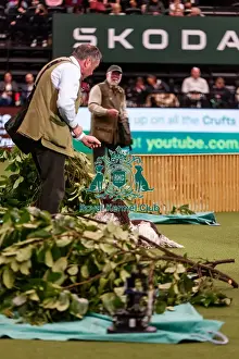 D-C-D-0-1-9-0 Crufts 2024 NEC Birmingham Day 2