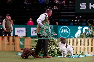 D-C-D-0-1-9-0 Crufts 2024 NEC Birmingham Day 2